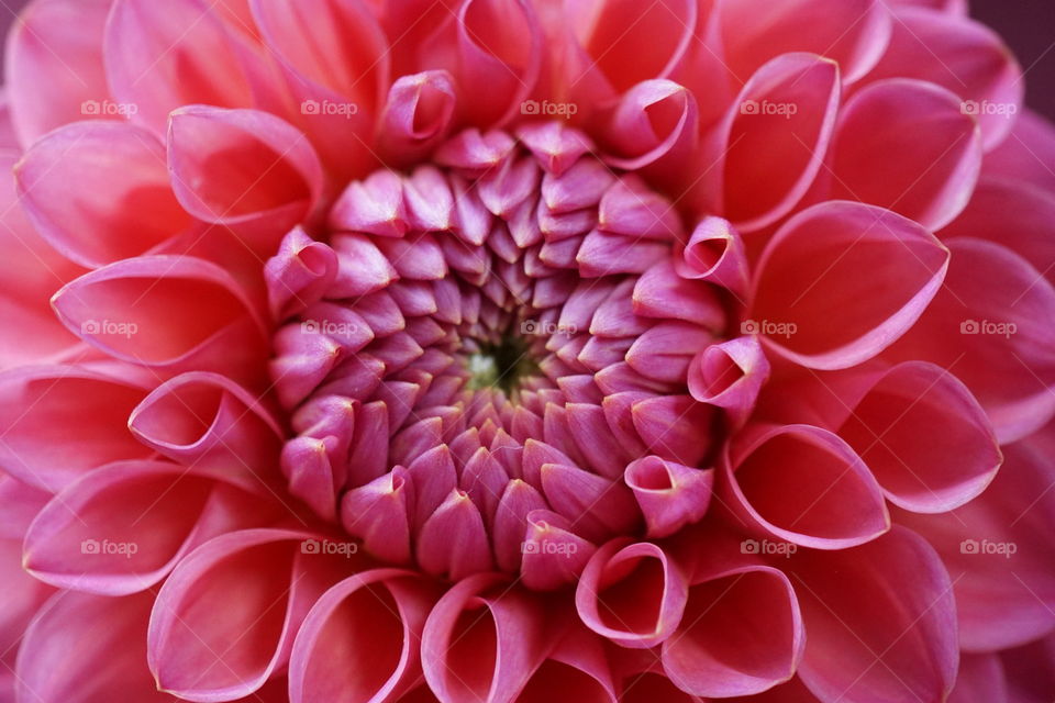 Shocking PINK Dahlia 