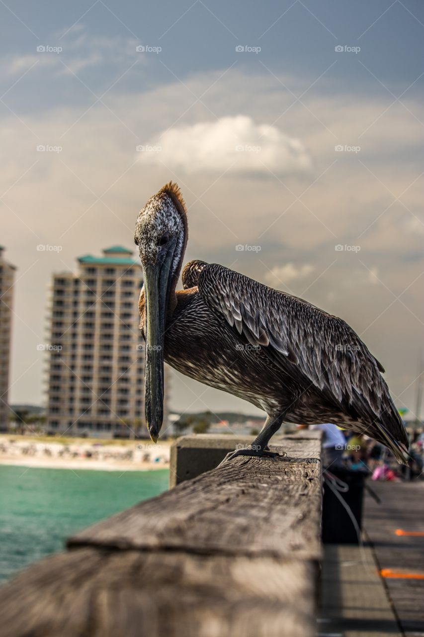 Pelican on the pier