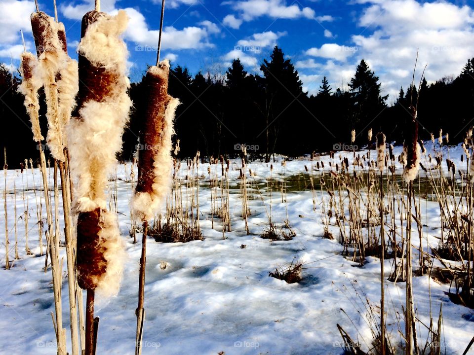 An early spring moment in the deep forest of Canada with gorgeous blue skies and melting snow hiding the new life underneath. The cattails seemingly have the texture of the fluffy white clouds floating in the sky above the glistening ice and snow.