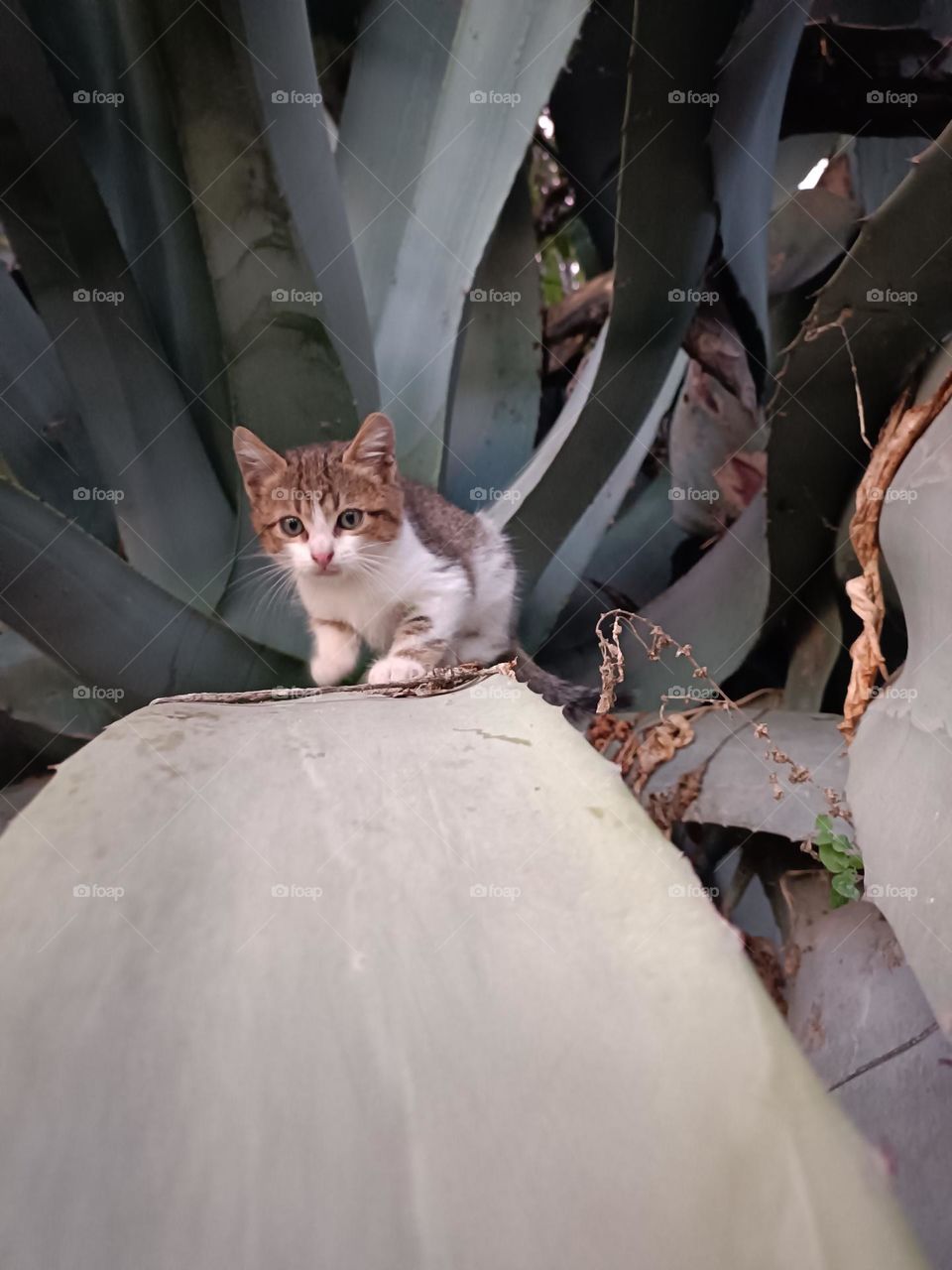 Kitten in agave plant