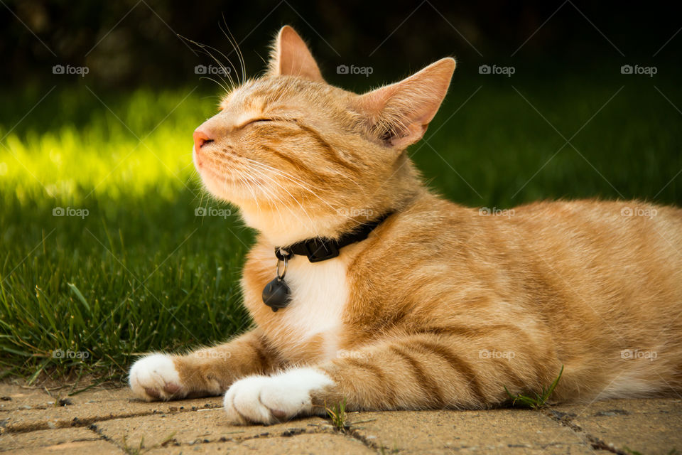 Cat enjoying the sun