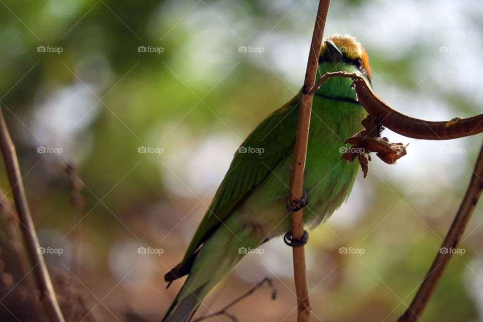 Amazing Bird #Vadodara #Incredible India