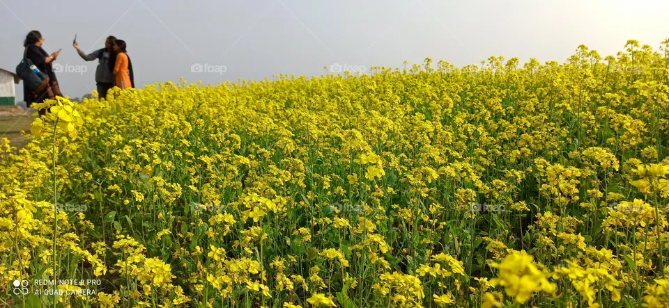 South Sally mustard field