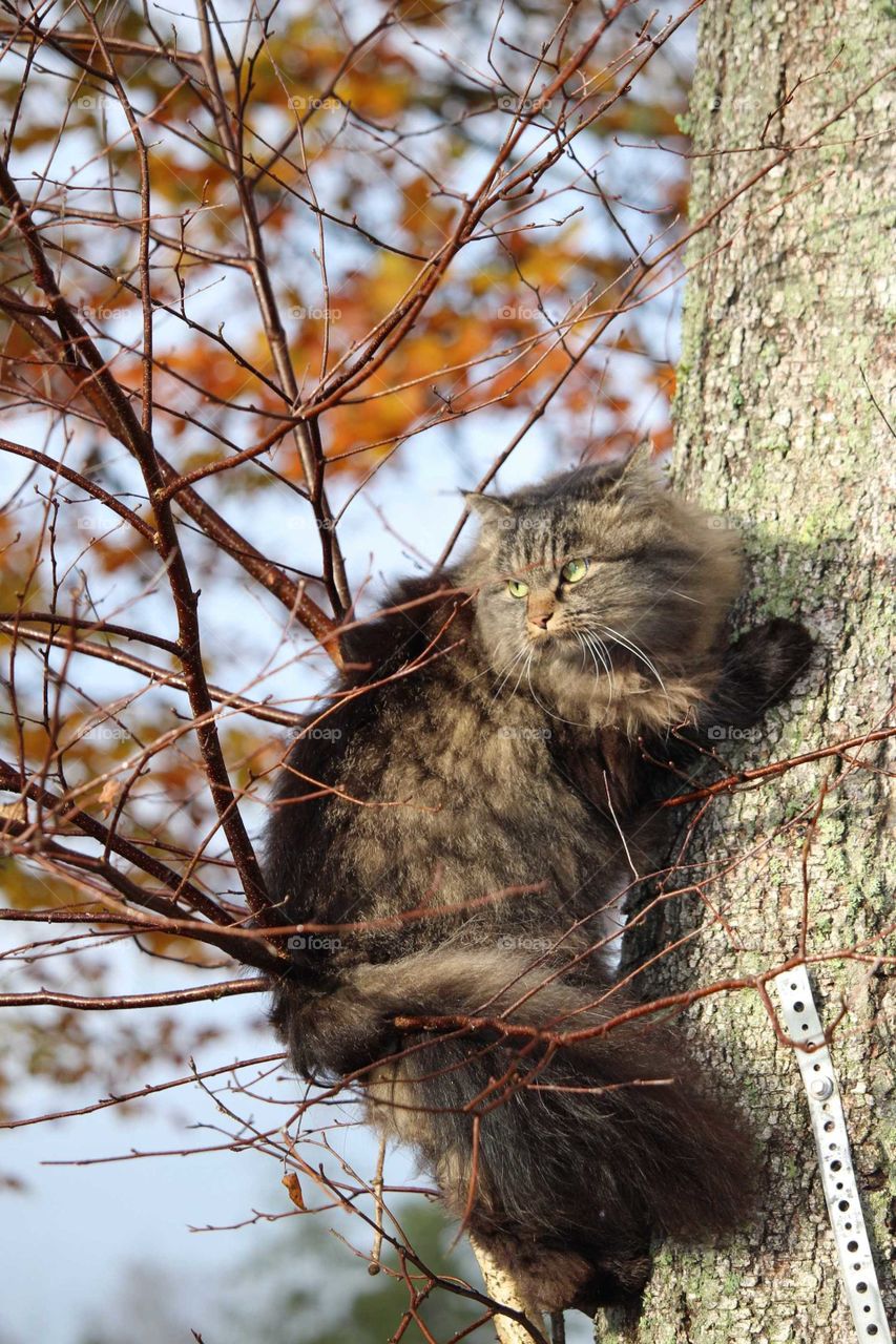A cat up in a tree
