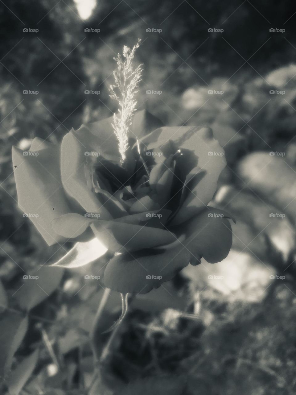 Black and white beautiful rose