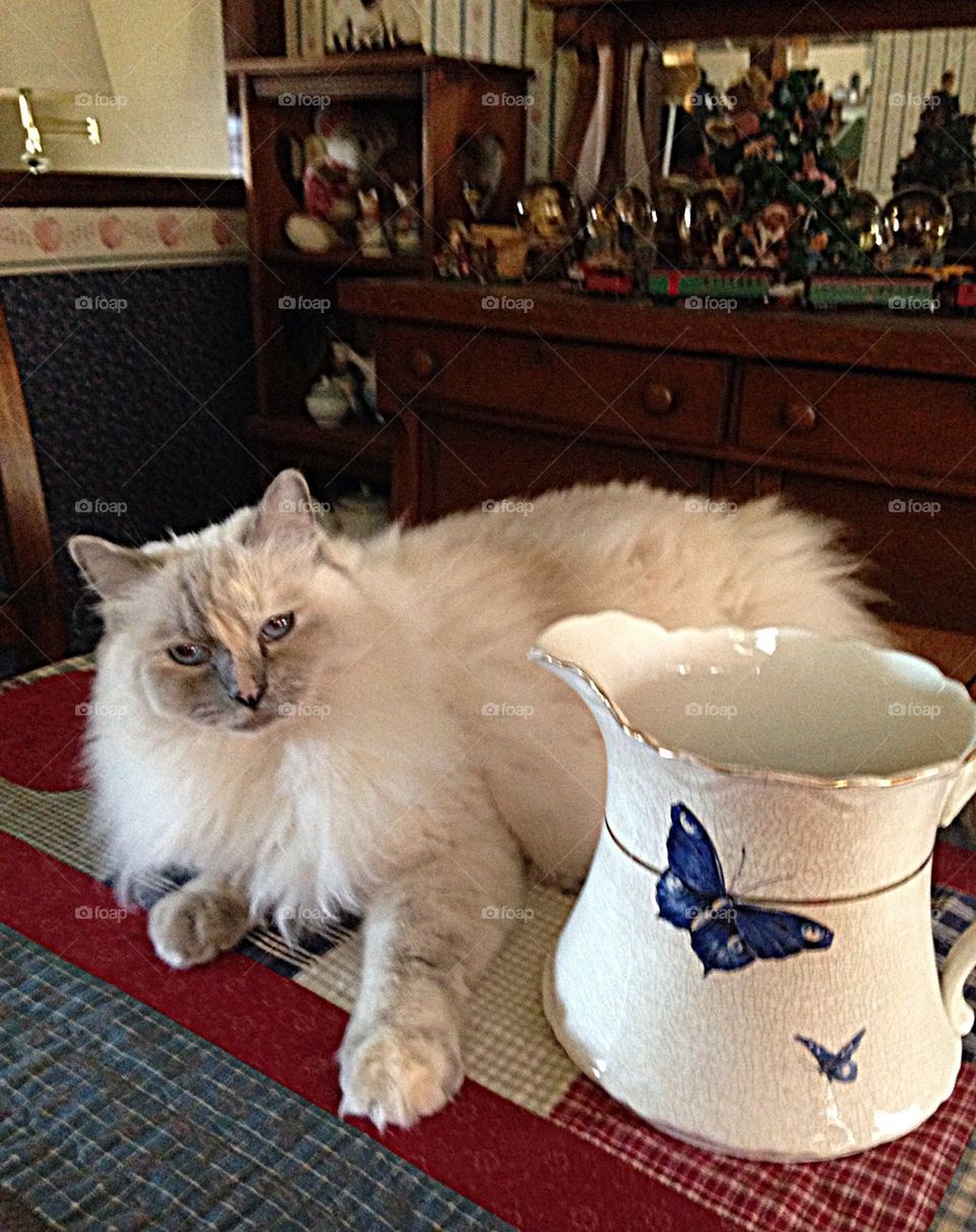 Ragdoll cat next to an antique pitcher