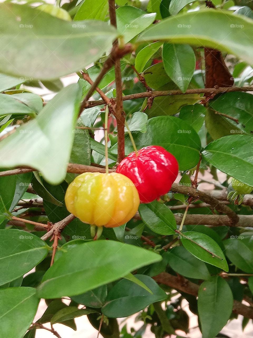 Pitanga fruit