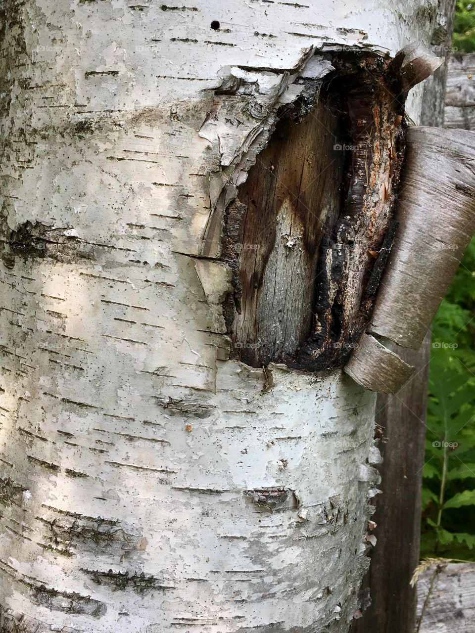 Closeup view of curling bark on silver birch tree 