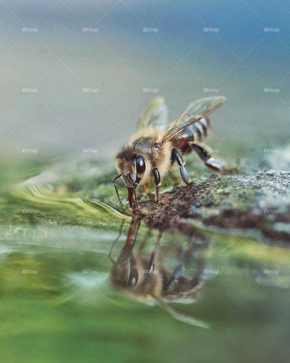 Honey bee drinking water