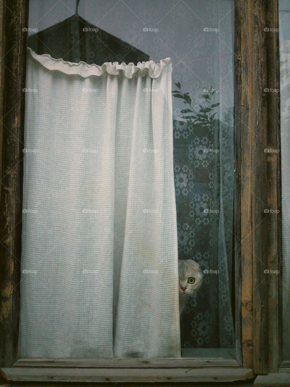 из старого окна выглядывает кошка