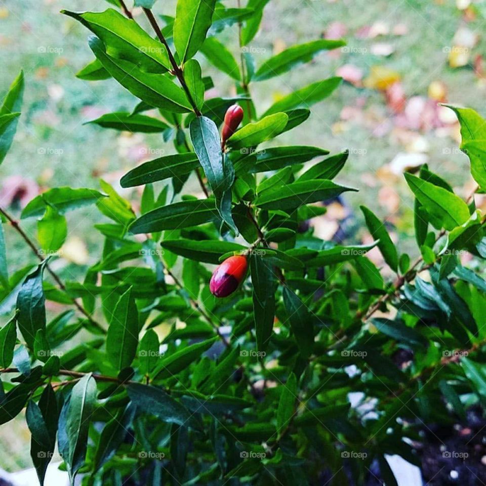 miniature pomegranate
