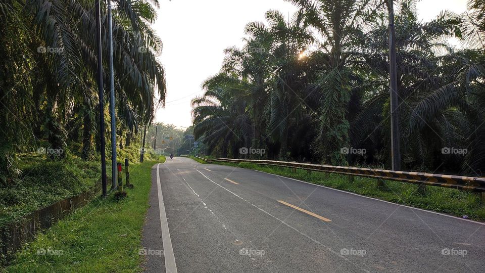 Road between palm trees