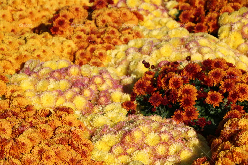 All colours of chrysanthemums 