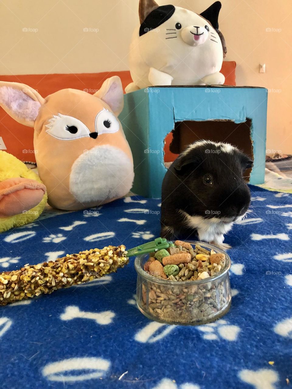 Cute little Guinea pig Timmy / 5 th Birthday 🥳