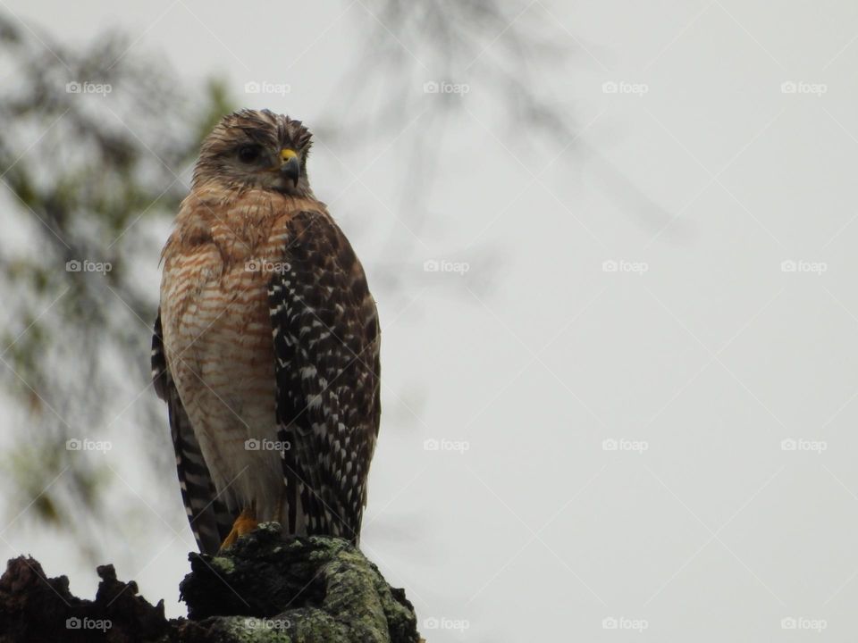 Wet red shouldered hawk perched on an oak tree top tree during a gray rainy day looking for prey