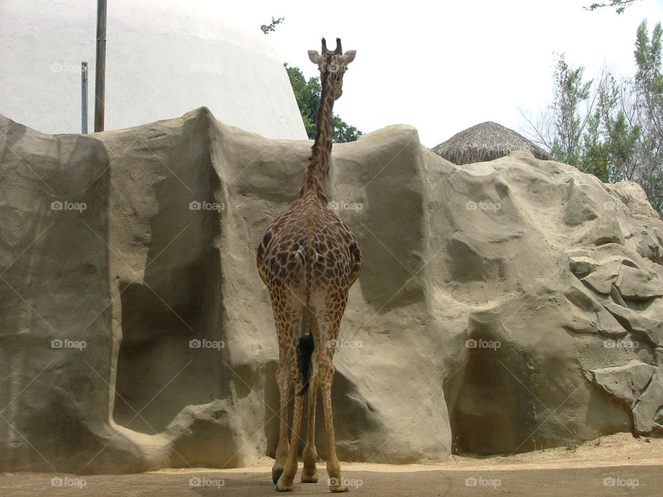 zoo animals giraffe by milespro