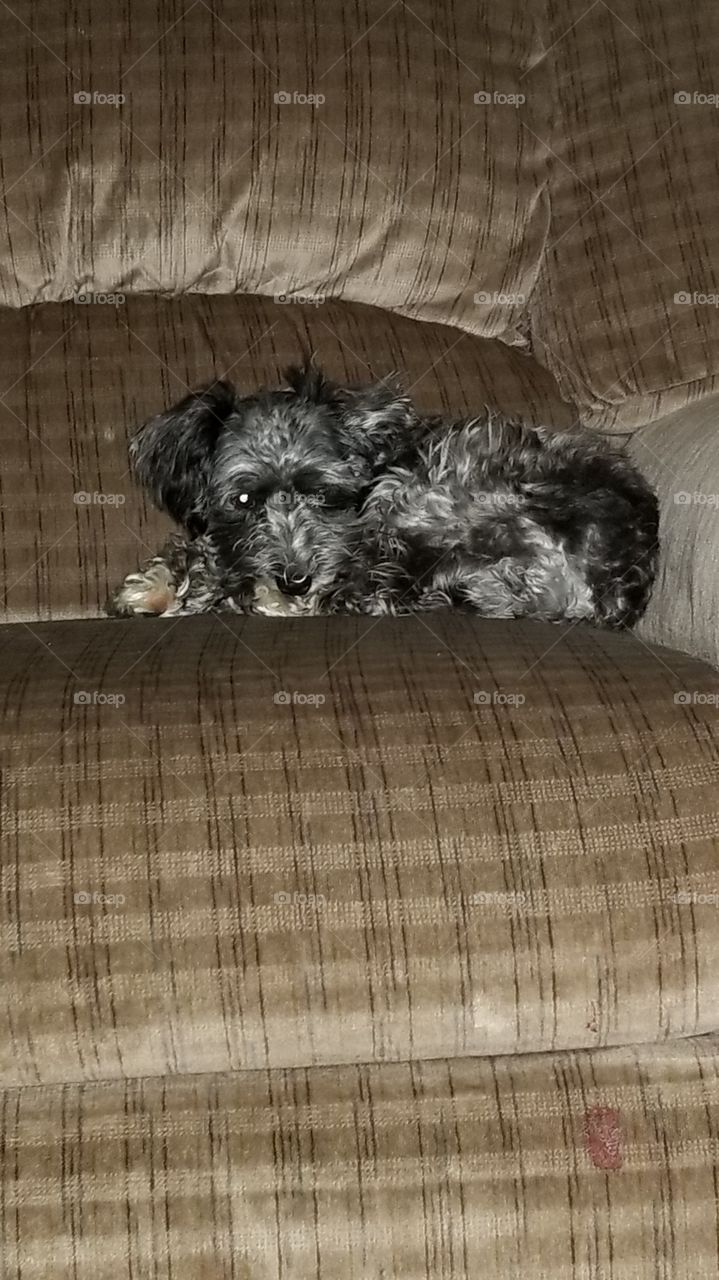 Our toy schnauzer, Lovebug