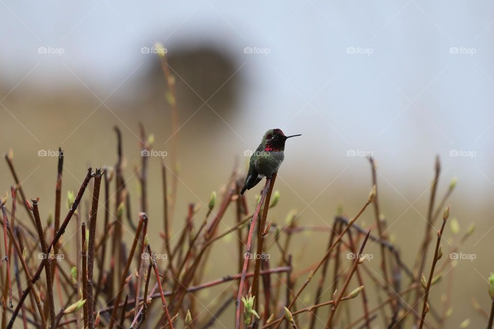 Anna’s hummingbird perched on a plant