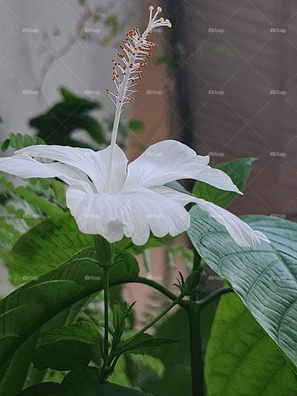 rising mature hibiscus