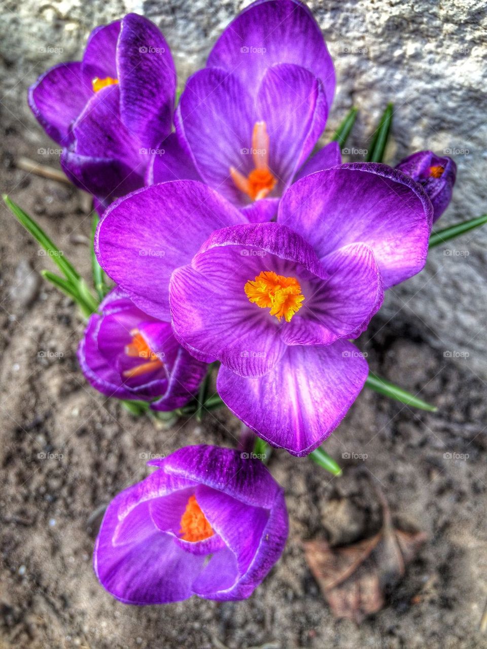 Easter Crocus