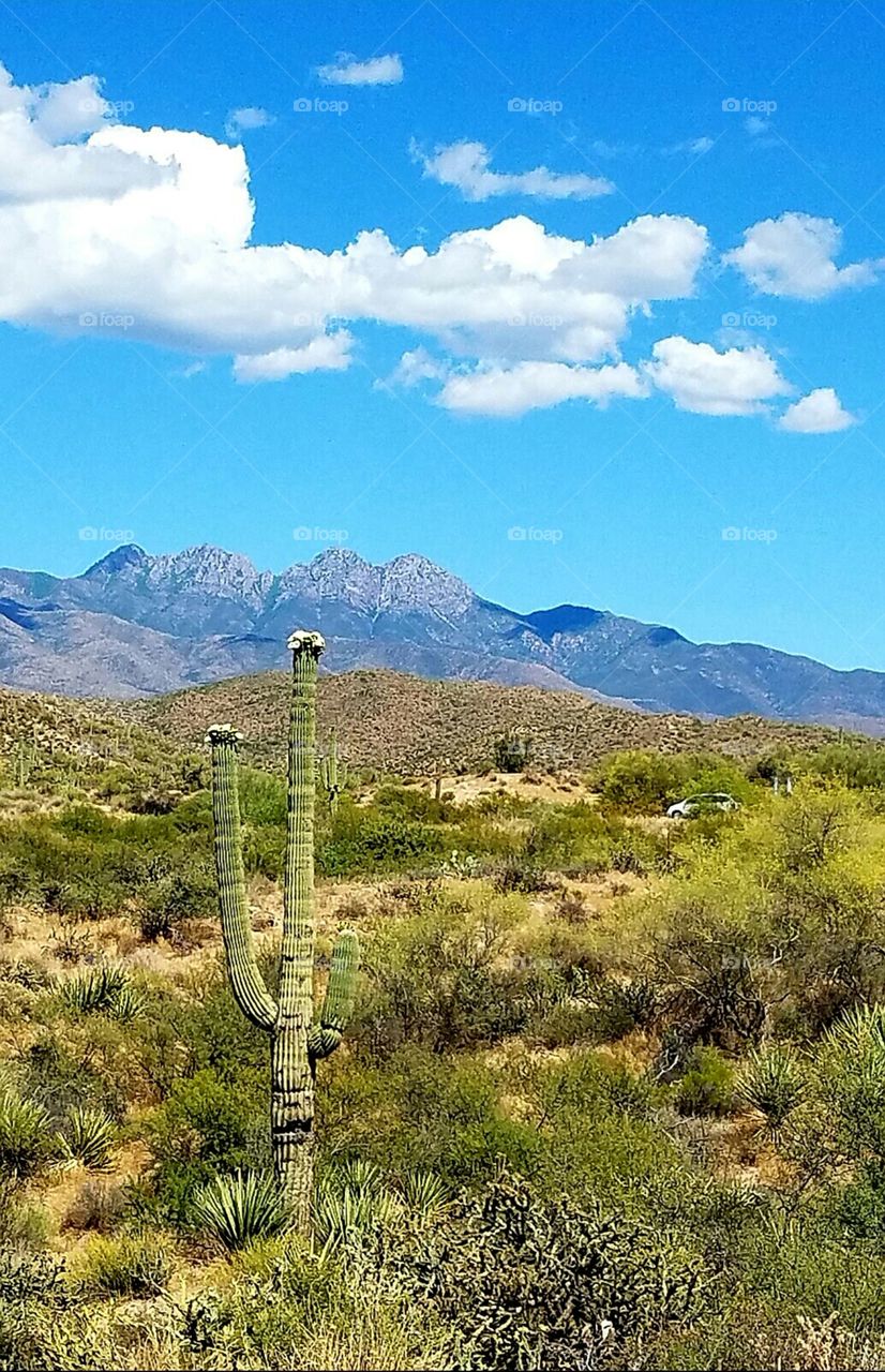 Saguaro in bloom with Four Peaks in the background.