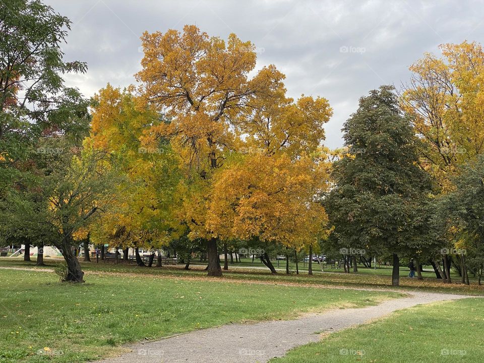 Beautiful view of trees in the park 