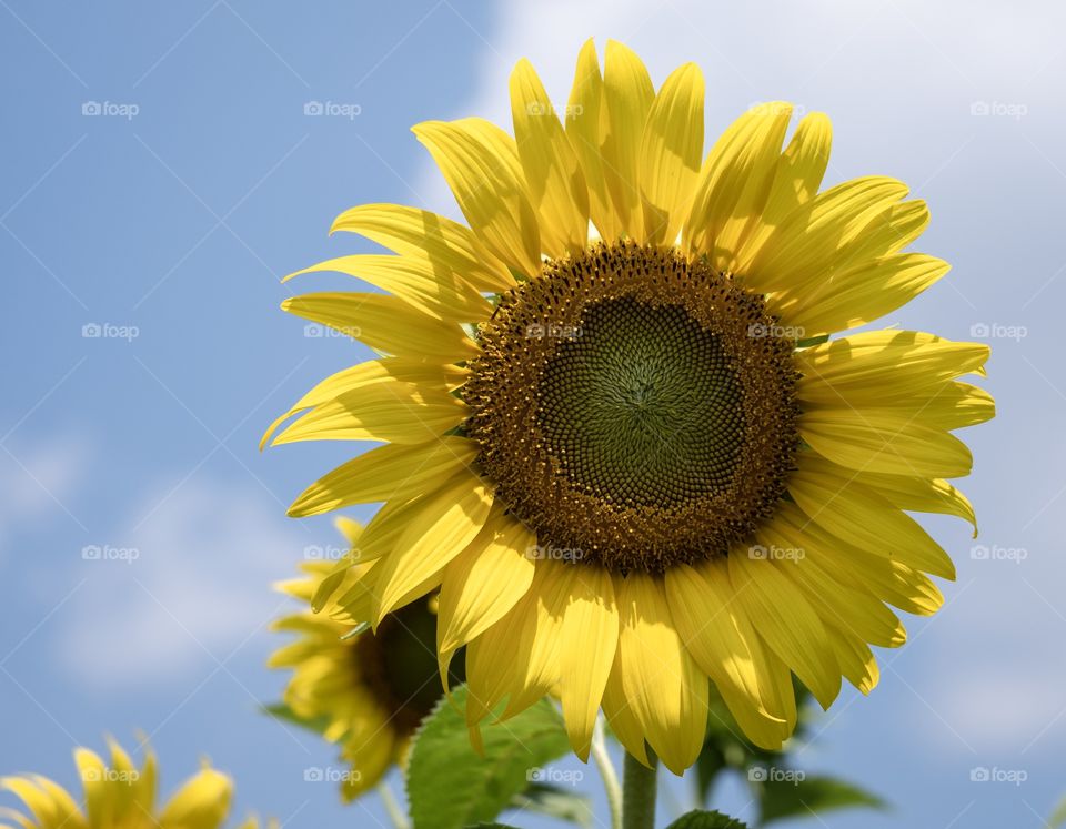 Sunflower field