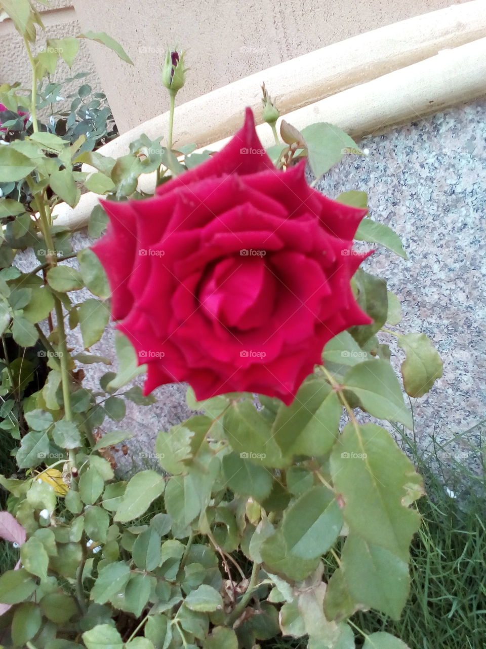 rose