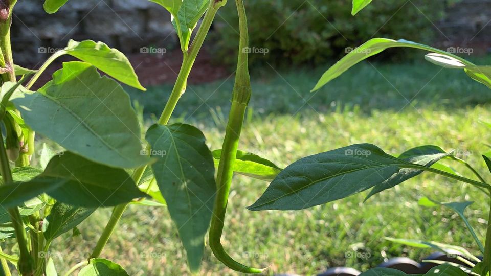 pepper plant