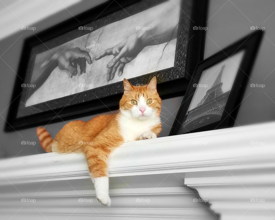 Max hanging out on the mantle. He is always posing for the camera. He has beautiful eyes.