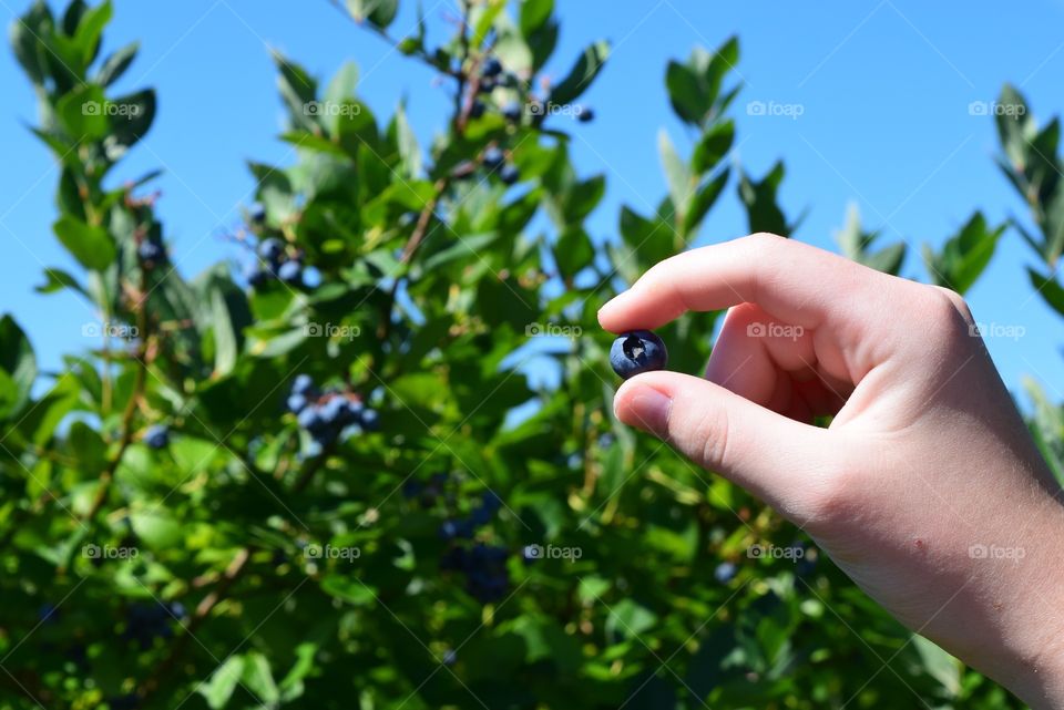 Blueberry Picking 