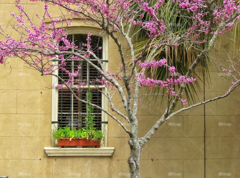 Window flower tree