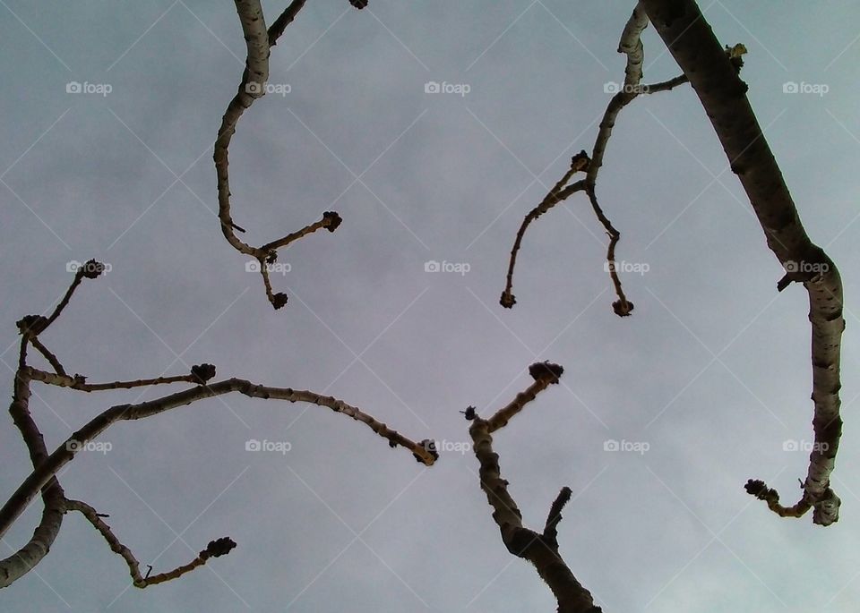 Sumac tree branches