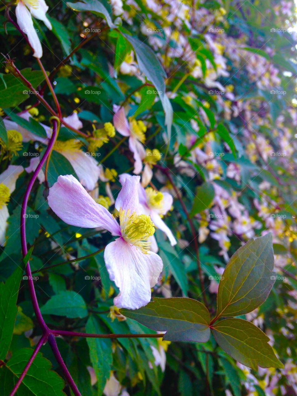 Pink flowers 

