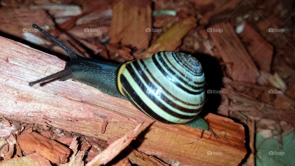 Snail with spiral shell crawling on woodchip.