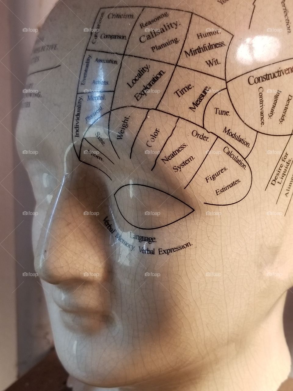 ceramic head phrenology