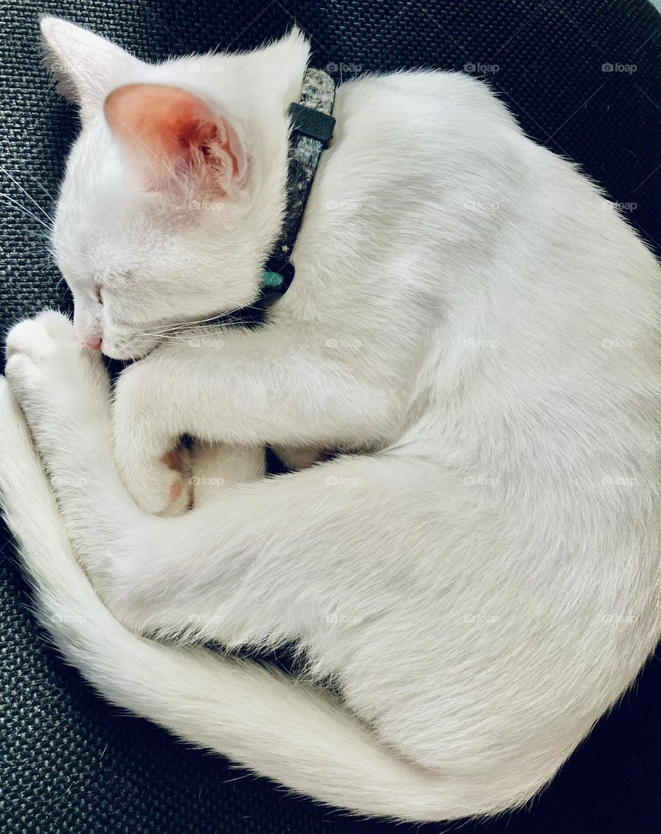 🇺🇸 The kitten decided to sleep very pleasantly… a ball of white fur, fluffy and affectionate. / 🇧🇷 A gatinha resolveu dormir bem gostoso… uma bola de pelo branco, fofa e carinhosa. 