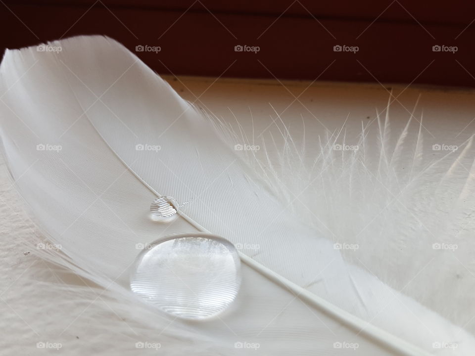 Water drops on feather