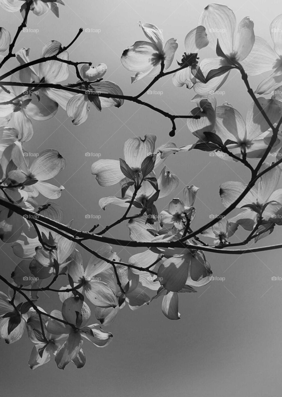 Sunlight filtering through dogwood blossoms gives off a stunning shadow play.