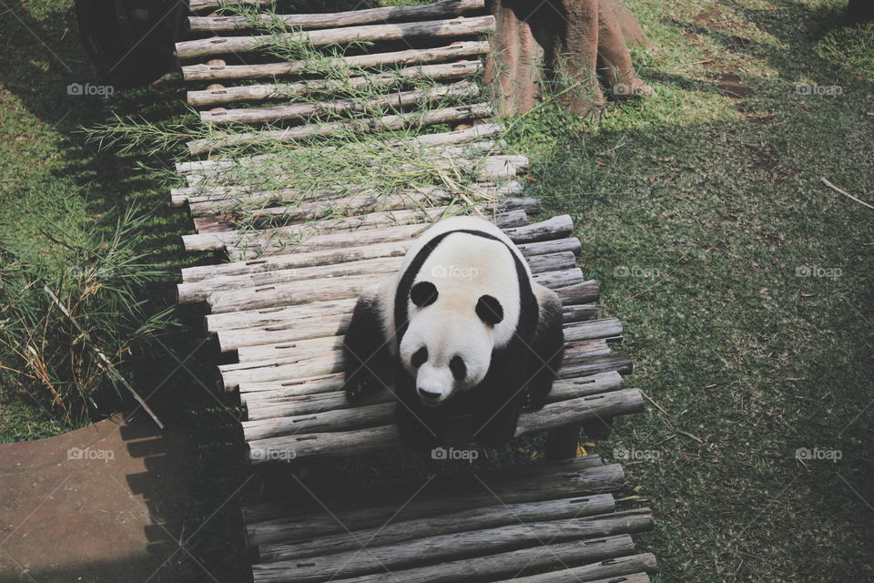 Panda In Taman Safari Cisarua Puncak