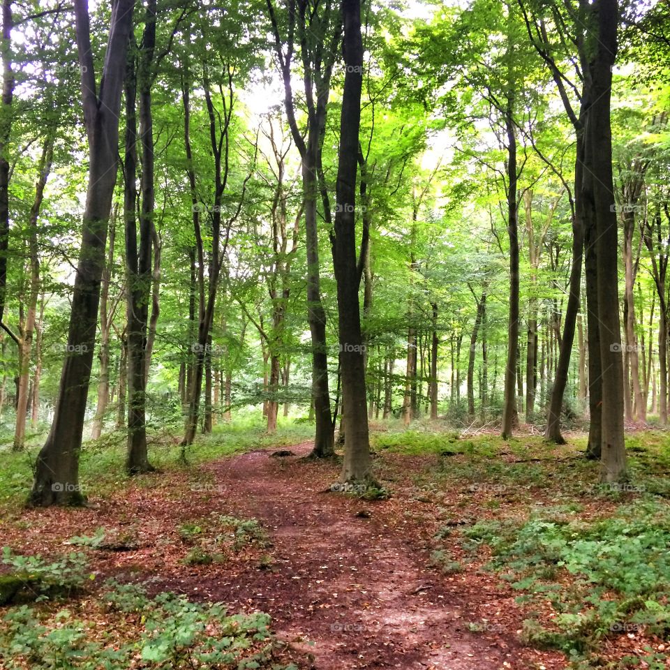 Wood, Leaf, Landscape, Nature, Tree