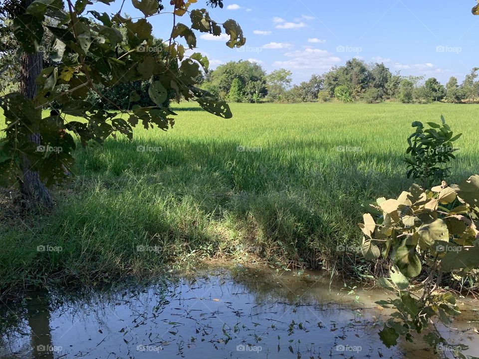 Nature best friend, Countryside (Thailand)