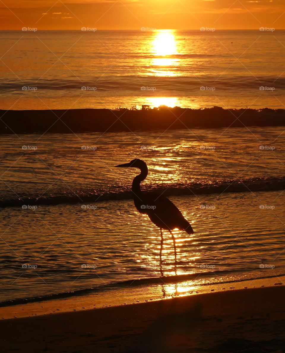 A Great Blue Heron search for food - Silhouettes are a wonderful way to convey drama, mystery, ... The perfect light for this is placing your subject in front of a sunset or sunrise – but really any bright light will be.