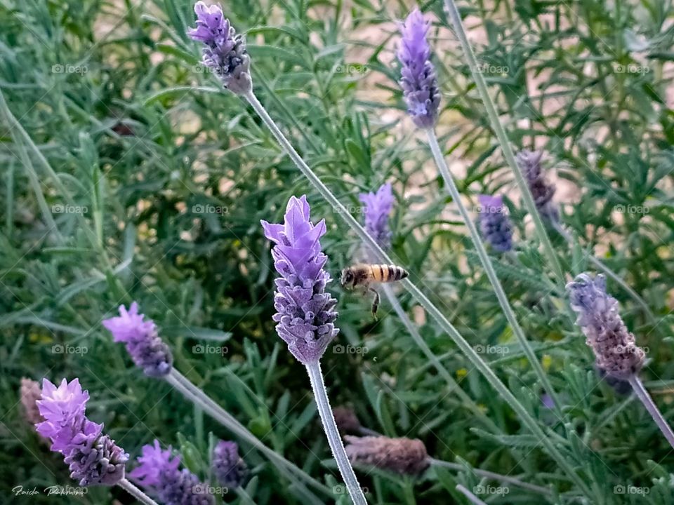 Abeja y Lavandas