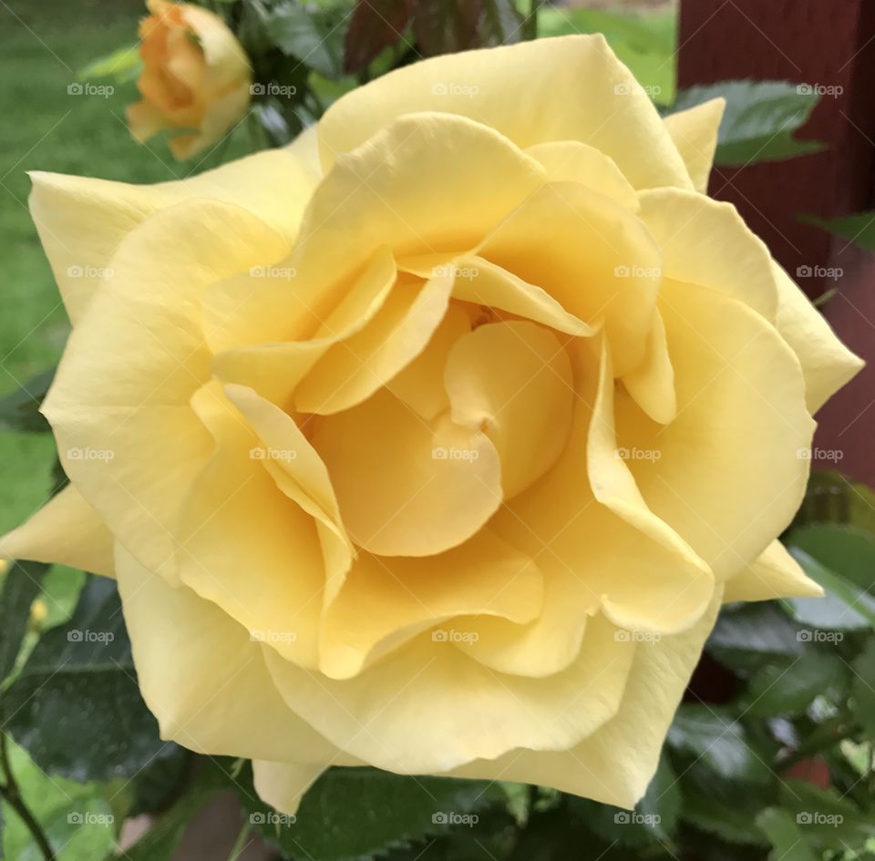Dashing yellow rose