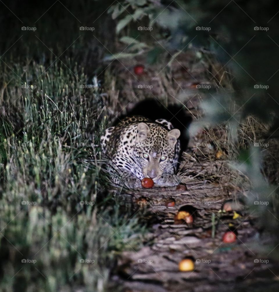 Wildlife, No Person, Cat, Mammal, Nature