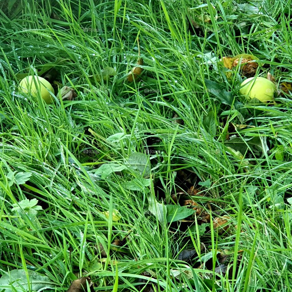 Two green apples in the wet green grass. Let go of the tree. autumn time. 2020 the Netherlands