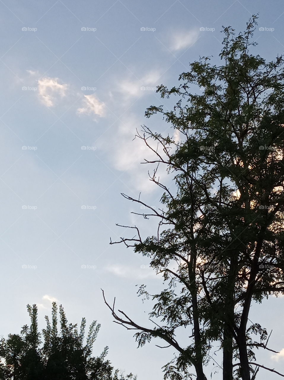 Sky & tree