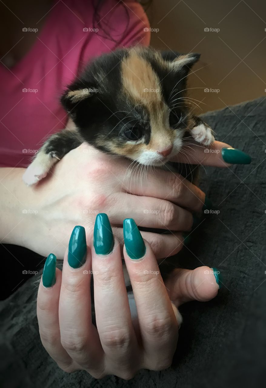 Kitten in hand