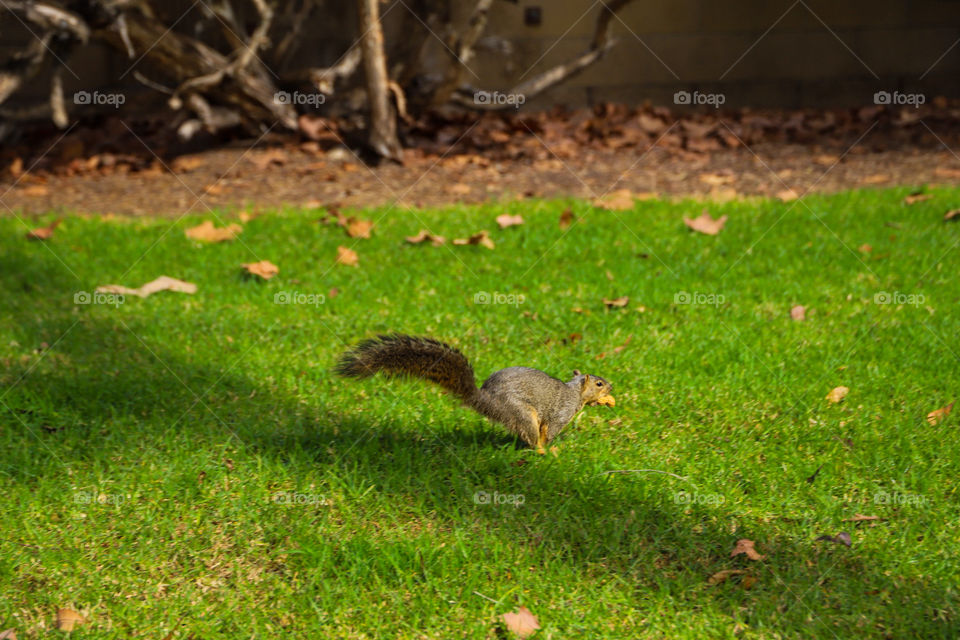 Friendly squirrel at the park. 